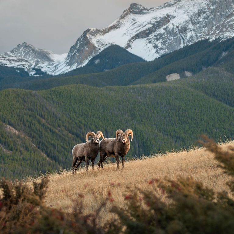 Naturlandschaft in den Rocky Mountains in Alberta