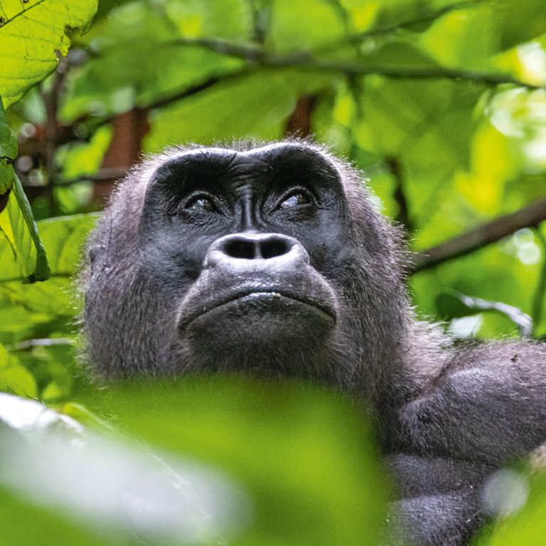 Gorilla im Loango-Nationalpark in Gabun