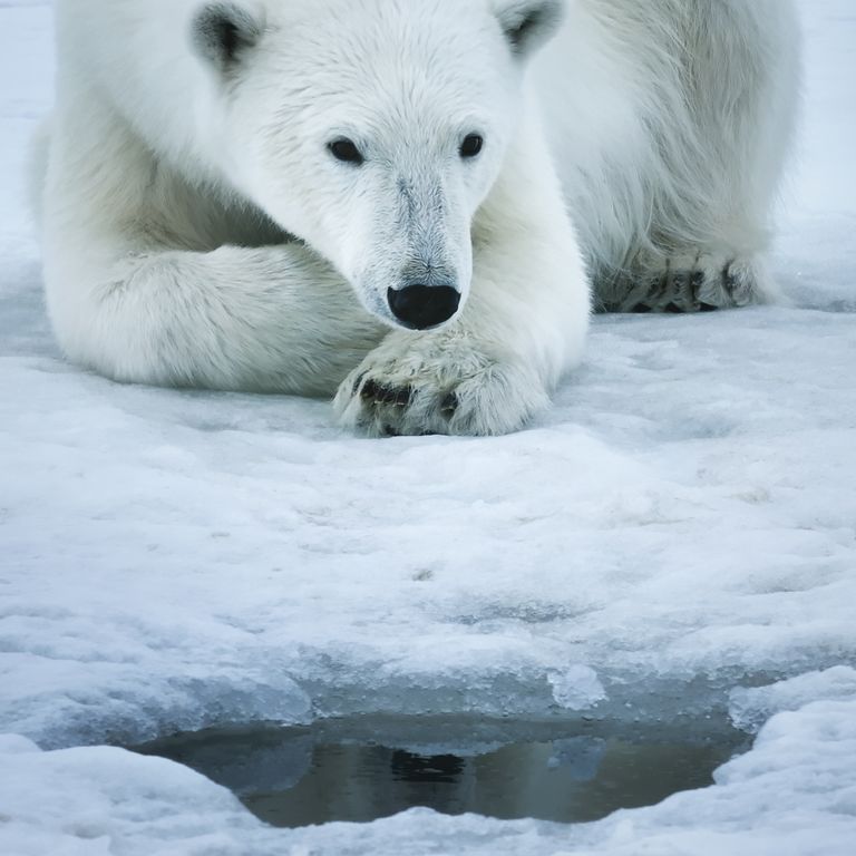 Den Eisbären ganz nah kam Naturfilmer Baumeister in Spitzbergen. Faszination Erde, Eisbären, Norwegen