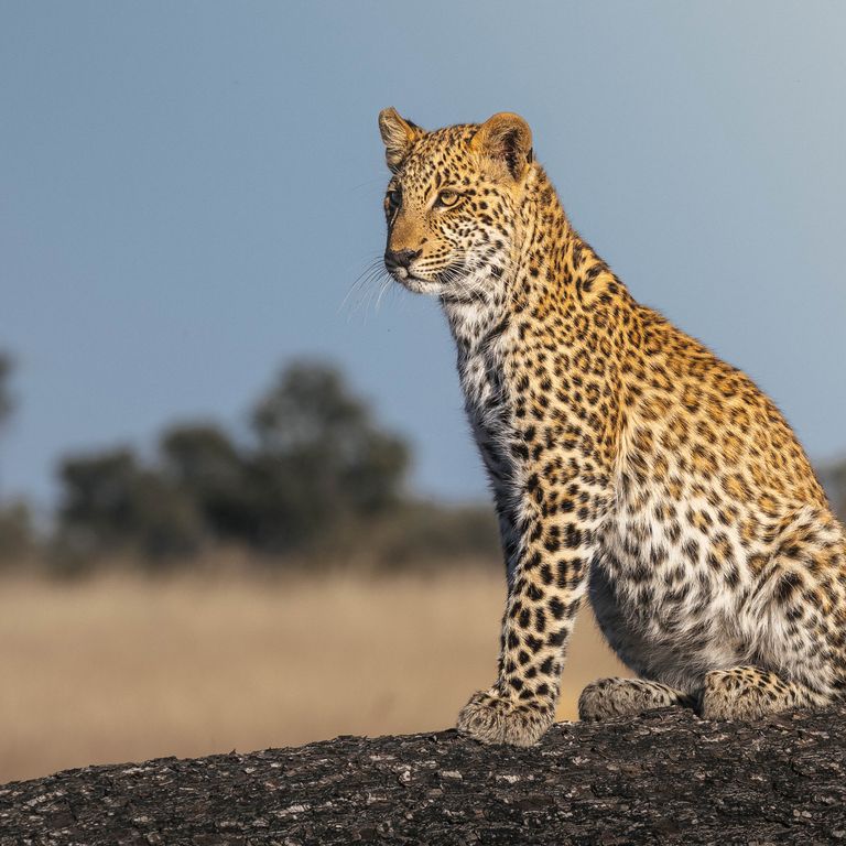 Leopard im Okavango-Delta, Botswana