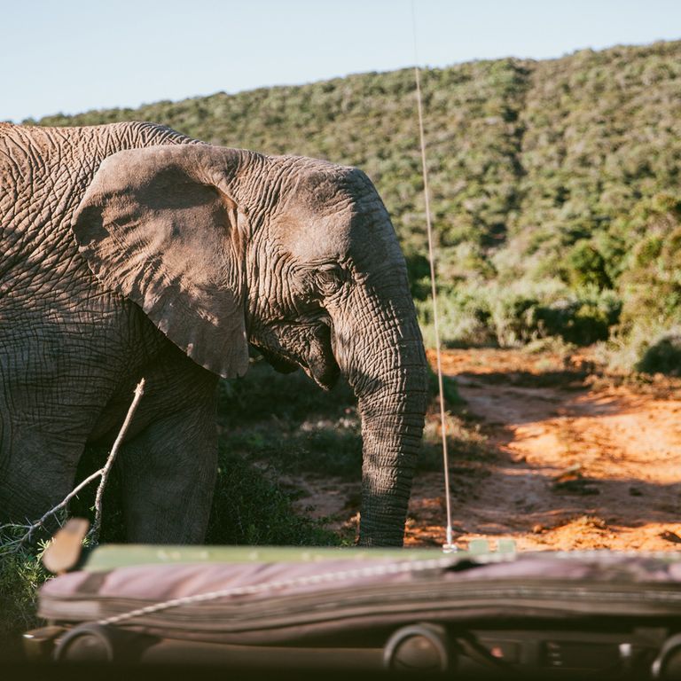 Elefant auf einer Safari in Südafrika