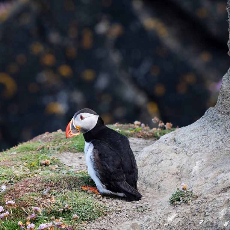 Shetlandinseln Papageientaucher