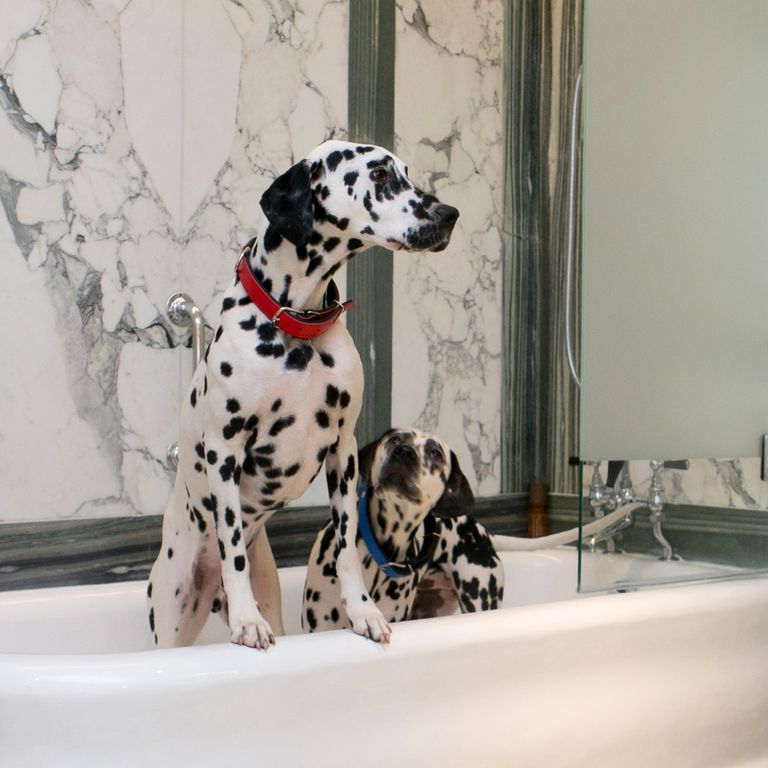 Hunde erlaubt: das Sheraton Grand London Park Lane Hunde im Sheraton Grand London Park Lane, Großbritannien