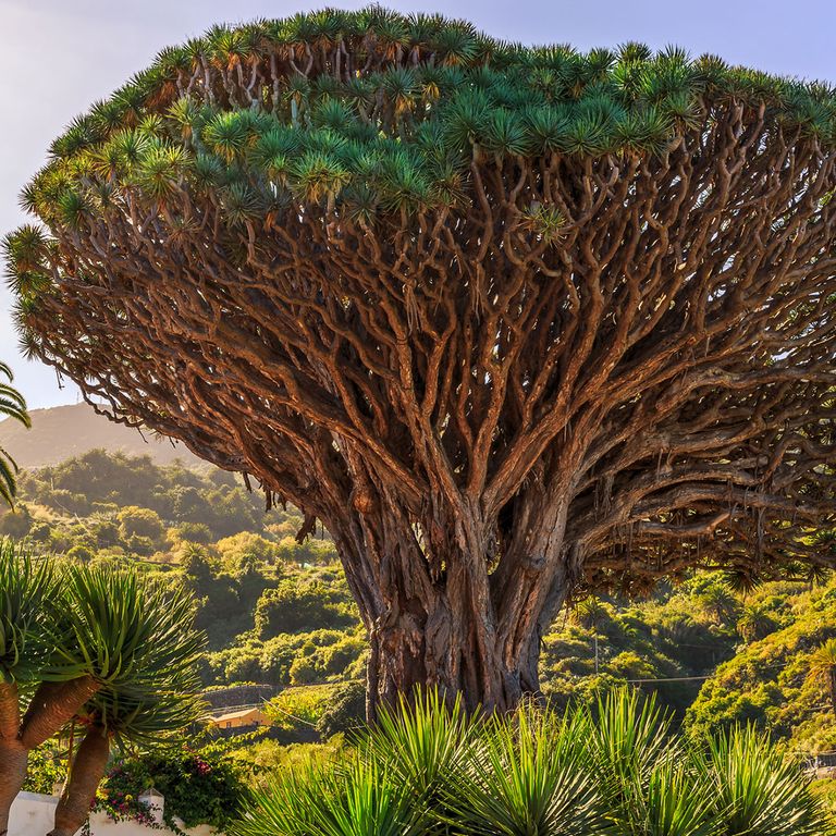 Um den Drachenbaum auf Teneriffa ranken sich viele Legenden. Drachenbaum auf der Kanarischen Insel Teneriffa