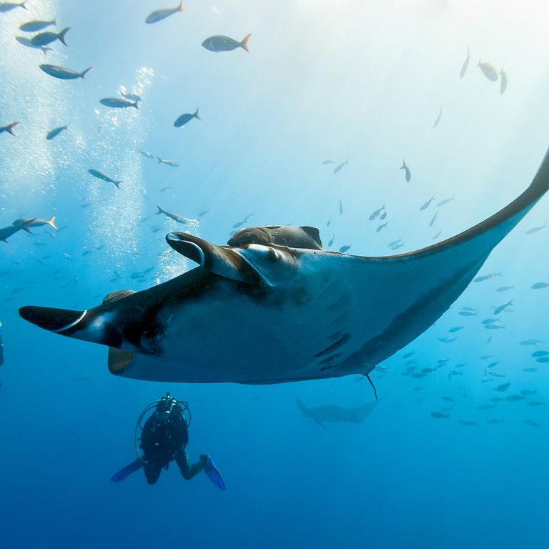 Schnorcheln mit Mantas auf den Fidschi-Inseln