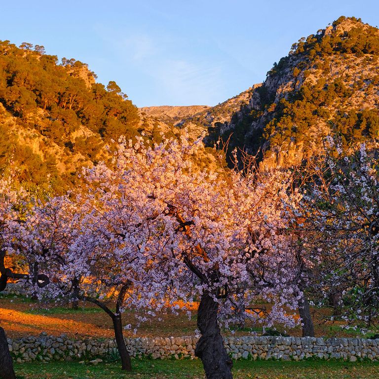 Mandelb&auml;ume bl&uuml;hen bei Sonnenuntergang auf Mallorca